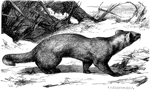 Sable