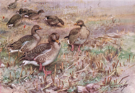 Grey Lag Geese (litho)