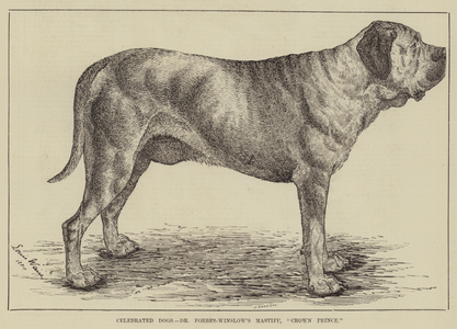Celebrated Dogs, Dr Forbes-Winslow's Mastiff, "Crown Prince" (engraving)