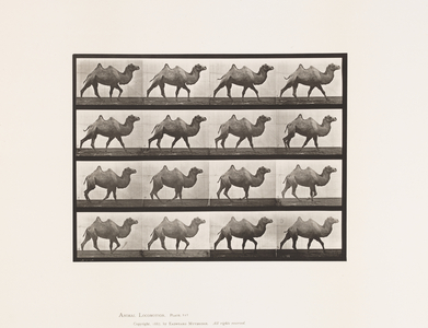 Plate 737. Bactrian Camel; Walking, 1885 (collotype on paper)