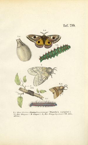 Developmental stages of moths, 1850 (lithography)