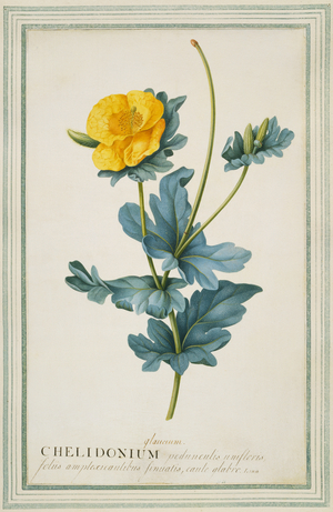 Chelidonium glaucum