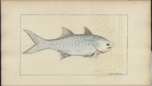 Lindsay Drawings Vol. VII, 18, 1760-1780s (w/c on paper)