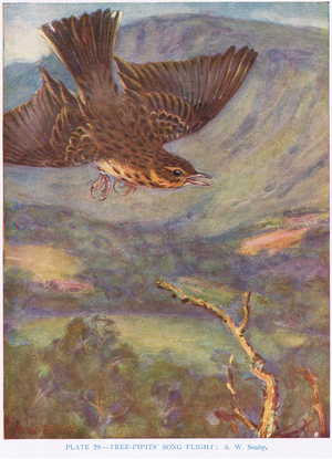 Tree-pipits song flight, illustration from 'British Birds' by Kirkman & Jourdain, 1966 (colour litho)
