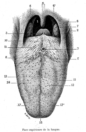 Upper surface of the tongue, 1905 (print)