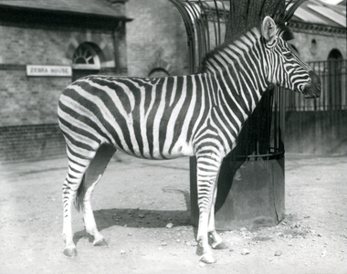A Zebra stands in the paddock outside the Zebra House at London Zoo in 1925 (b/w photo)