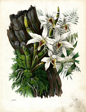 White Orchids on a Tree Trunk (hand-coloured litho)
