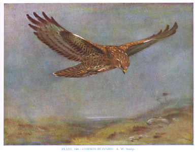 Common Buzzard, illustration from 'British Birds' by Kirkman & Jourdain, 1966 (colour litho)