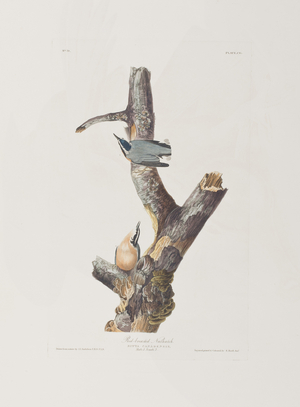 Illustration from 'Birds of America', 1827-38 (hand-coloured engraving & aquatint)