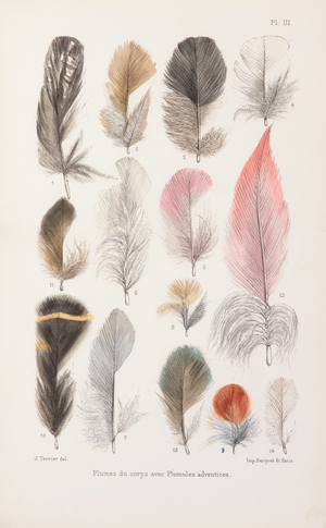 Feathers, 1883-1884 (Plate)