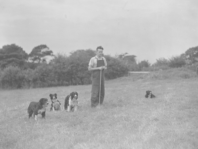 A shepherd stands in a field surrounded by four sheepdogs, 1930s-60s (b/w photo)