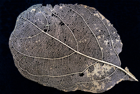 Nature detail: Jackfruit leaf skeleton, Chiang Mai, Thailand
