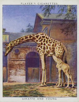 Zoo babies: Giraffe and Young (photo)