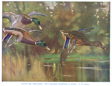 Mallards:Two drakes pursuing a duck, illustration from 'British Birds' by Kirkman & Jourdain, 1966 (colour litho)