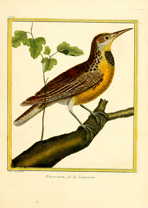 Eastern Meadowlark from Louisiana (print)