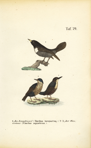 Ring Ouzel and White-throated Dipper, 1850 (lithography)