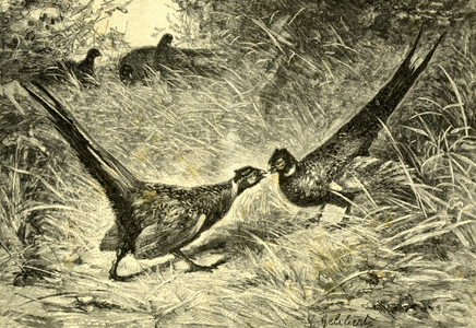 Pheasants Austria 1891