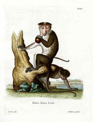 Toque Macaque (coloured engraving)
