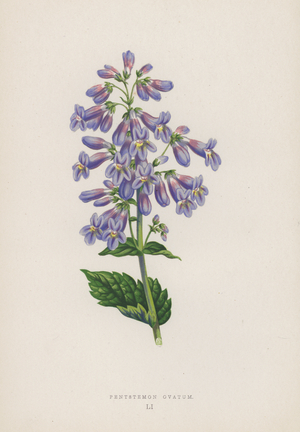 Pentstemon Ovatum (colour litho)