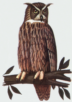 Eurasian Eagle-owl, illustration, 1963