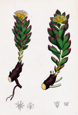 Sedum Rhodiola Rose-Root