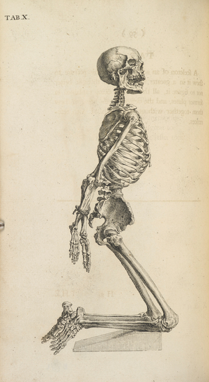 A human skeleton in a kneeling position.