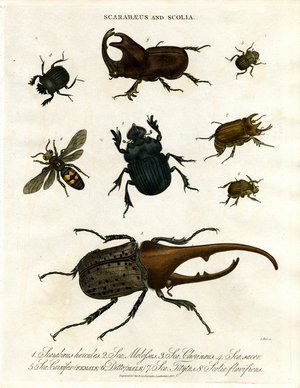 Scarabaeus and Scolia (Beetles and Digger Wasps), 1810 (print)