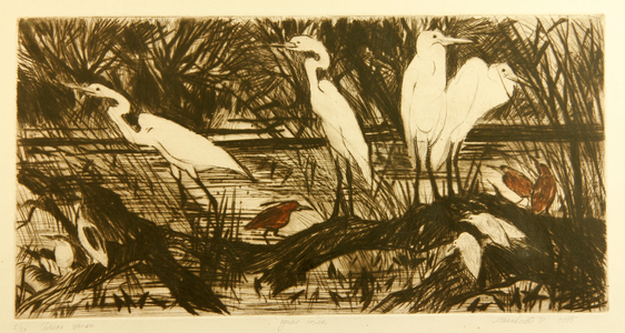 White-Faced Herons (Egretta), 1990 (drypoint)