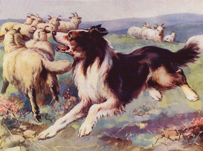 Sheepdog at work (colour litho)