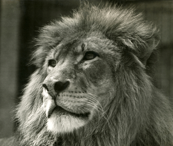 Male Lion 'Kuja' at London Zoo in August 1924 (b/w photo)