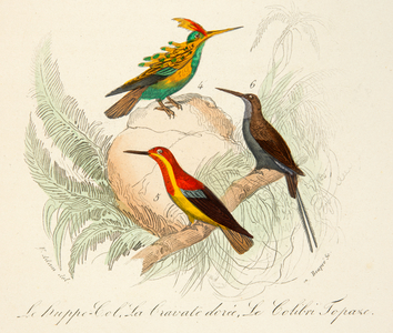 the hoopoe collar, golden tie and topaz hummingbird, 18th century (Engraving)