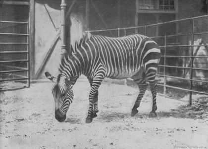 The Mountain zebra, Equus zebra L (b/w photo)