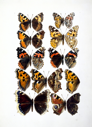 Nymphalidae sp.