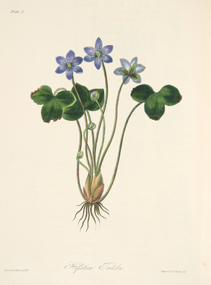 Common Blue Hepatica, from Floral Illustrations of the Seasons, pub. 1829 (hand coloured engraving)