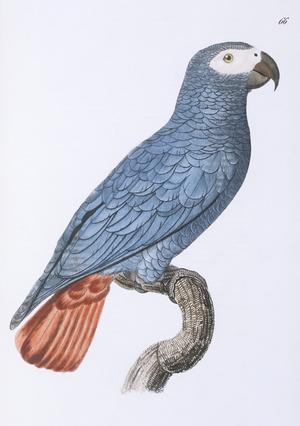 Psittacus erithacus