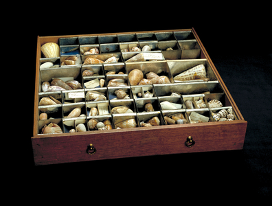 Shells from Sir Joseph Banks' collection