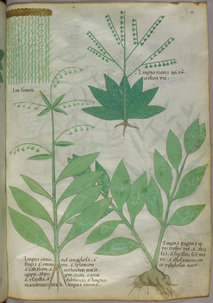 Botanical illustration, c.1440 (ink & colour on vellum)