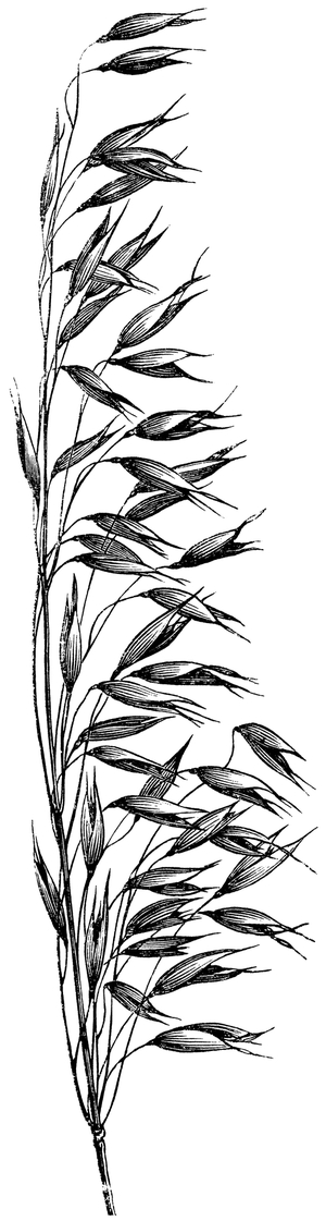 Oats
