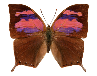 Anaea nessus