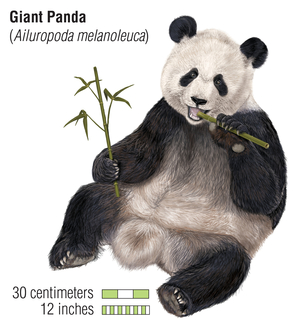 Giant panda (Ailuropoda melanoleuca)