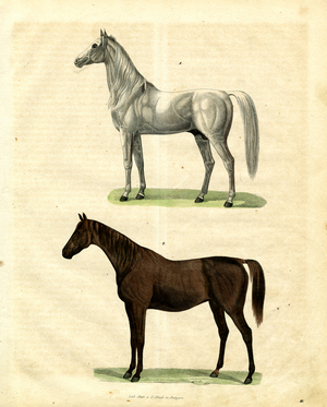Arabian Thoroughbred and English Racing Horse (hand-coloured litho)