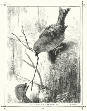The Sagacious Sparrows (engraving)