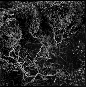 Secret Garden004, April 2021, (b/w photo)