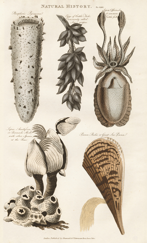 Marine Invertebrates and Barnacles, 1813 (engraving)