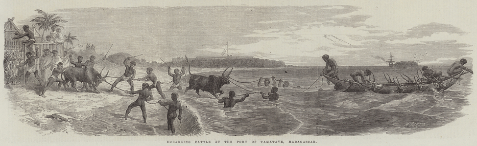 Embarking Cattle at the Port of Tamatave, Madagascar (engraving)