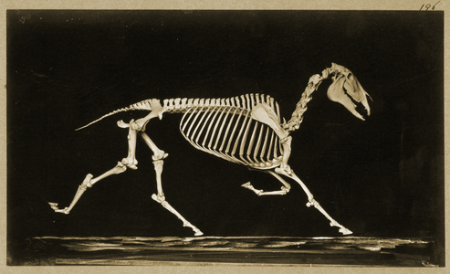Skeleton of a running  horse (b/w photo)