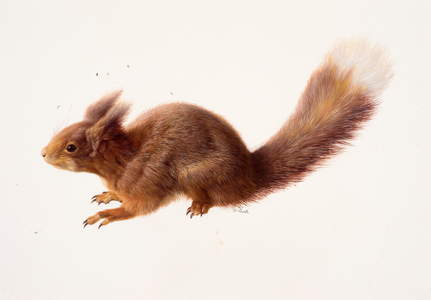 Study of a red squirrel (oil on paper)