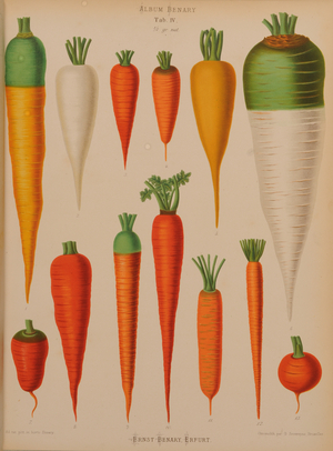 Carrots (Daucus carota), c.1876-82 (colour litho)