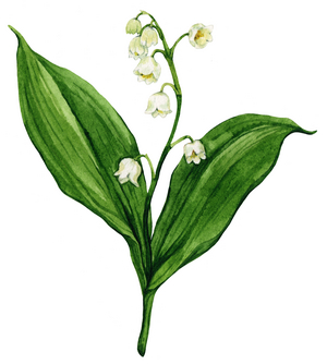 Lily of the valley, 2021 (watercolor on paper)