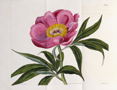 Illustration, Number 2264, from 'The Botanical Magazine', 1787-1826 (hand-coloured engraving)